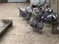 Guinea fowl — fotografija 2