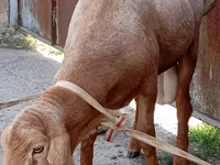 Ovan, Ordabasy sheep — fotografija 2