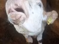 Toro, Simmental cattle — foto 1