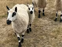 Sheep, Cerry Hill sheep — photo 5
