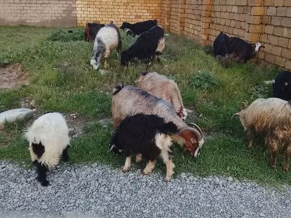 Ovan, Daglıс sheep