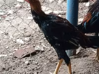 Chickens — photo 1