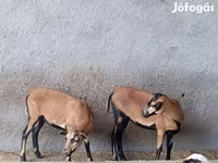 Schaf, Cameroon sheep — Foto 1