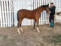 Hengst, Dutch warmblood horse — Foto 5