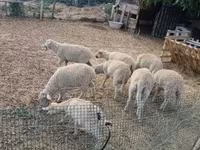Bélier, Moutons — photo 4