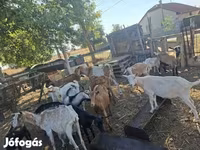 Koza, Nubian Goat — fotografija 1