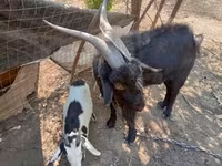 雄ヤギ, Nubian Goat — 写真 2