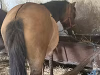 Kobyła, Konie — zdjęcie 2