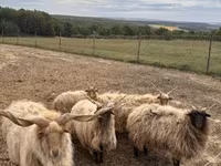 Ram, Racka sheep — photo 4