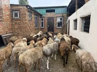 Bélier, Rhon sheep — photo 2