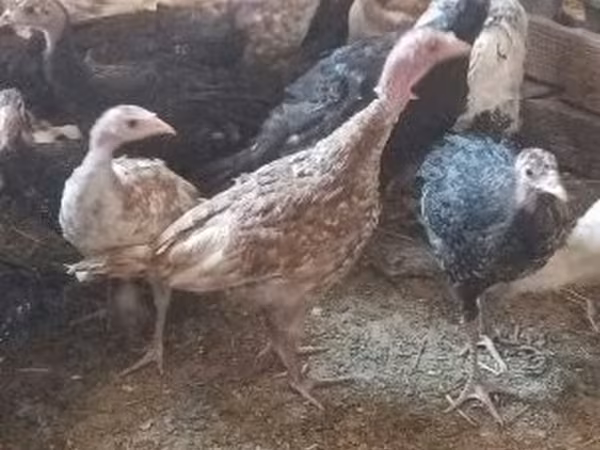 Turkeys