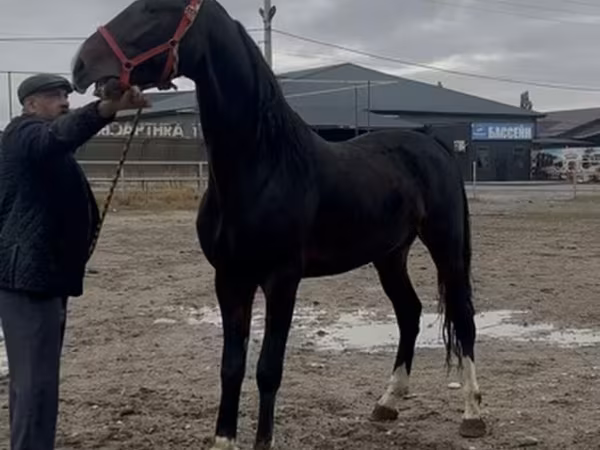 Aygʻir, Orlov Trotter