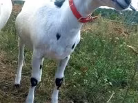 Коза, Nubian Goat — фото 3