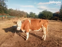 Kuh, Simmental cattle — Foto 1