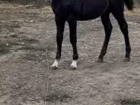 Caballo, Caballos — foto 2