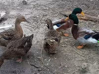 Ducks — Foto 1
