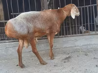 Ovan, Saryarka sheep — fotografija 3