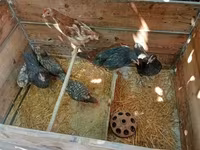 Chickens — Foto 2