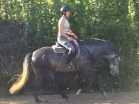 Aygʻir, Andalusian horse — 2-rasm