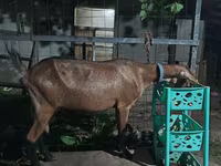母山羊, Alpine goat — 照片 3
