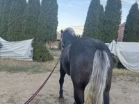 母马, Horses — 照片 6