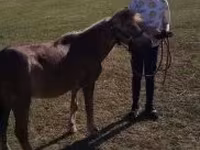 Cavalo, Dutch warmblood horse — foto 4