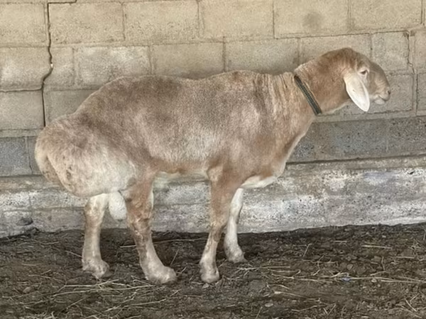 Baran, Edilbay sheep