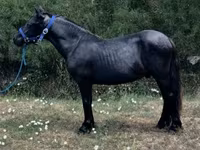 Aygʻir, Dutch warmblood horse — 1-rasm