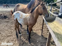 Pastuv, Appaloosa — fotografija 8