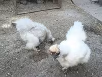 gallina danesa — foto 1