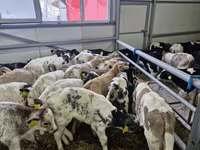 公牛, Simmental cattle — 照片 2