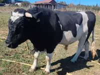 Bik, Russian Black pied cattle — fotografija 2