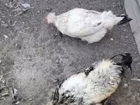 Chickens — fotografija 4