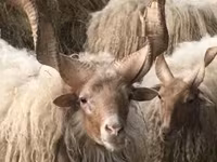 Ovelha, Racka sheep — foto 5