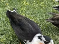 Ducks — الصورة 4