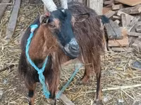تيس, الماعز — الصورة 2