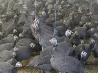 Guinea fowl — Foto 1
