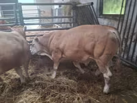 Bik, Blonde d’Aquitane cattle — fotografija 2