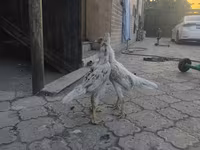Shamo chickens — photo 4