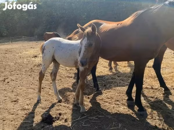 Horse (M), Appaloosa