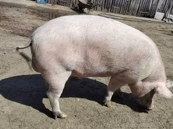 Pigs (batch, sex not specified), Крупная белая