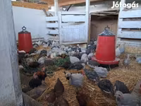 Chickens — Foto 2
