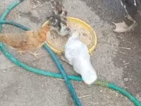 Ducks — foto 2