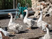 Geese — zdjęcie 1