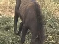 Mare, Horses — photo 2