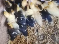 Ducks — Foto 2
