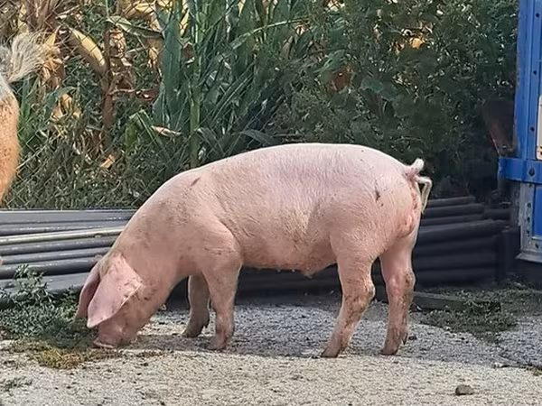 Boar, Датский ландрас