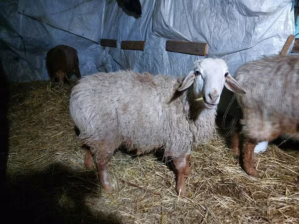 Баран, Arashan sheep