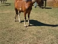 Horse (M), Horses — photo 7