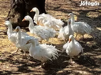 Geese — fotografija 5